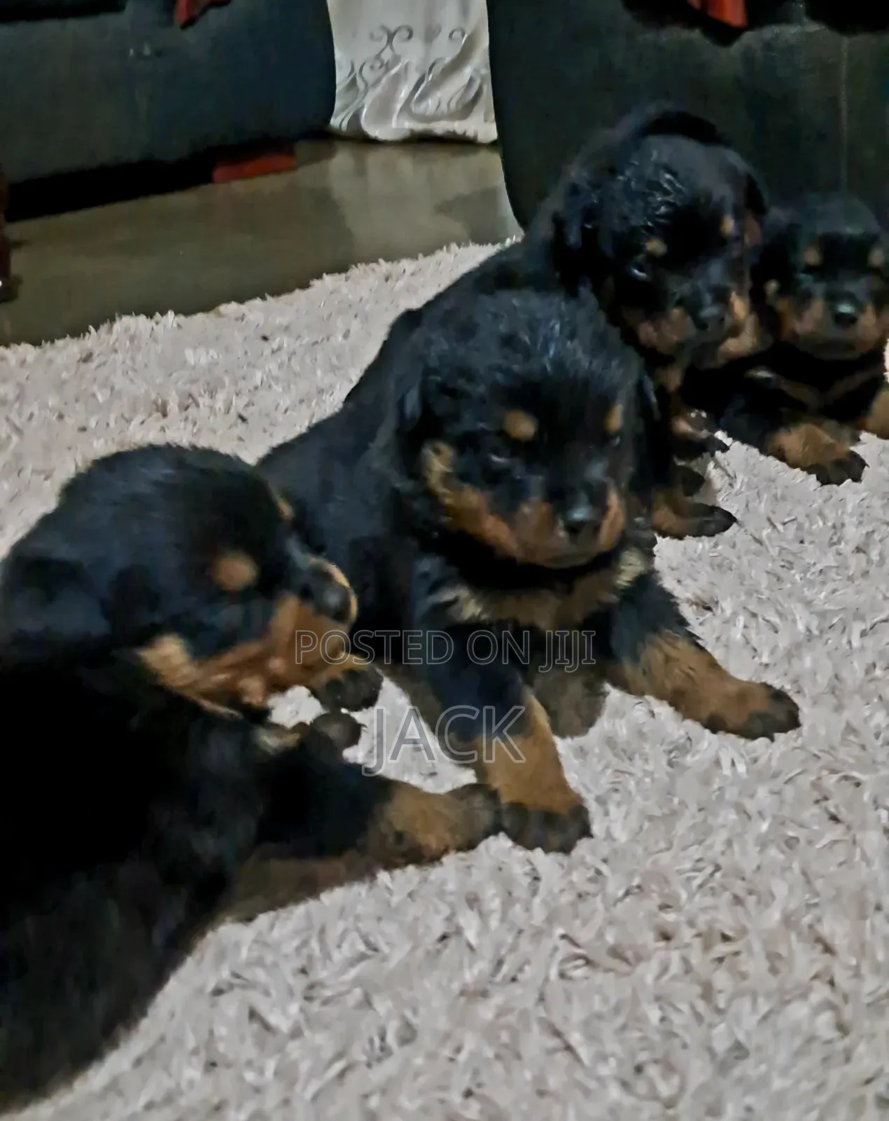 1-3 months Male Purebred Rottweiler