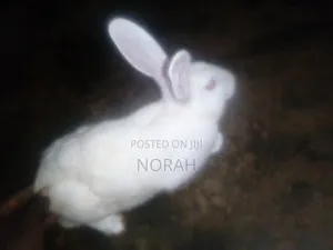 Rabbit Millionaires