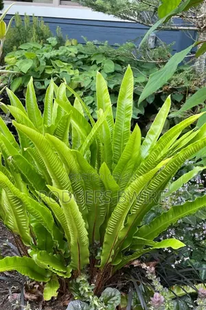LandScaping and Compound Management