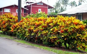LandScaping and Compound Management