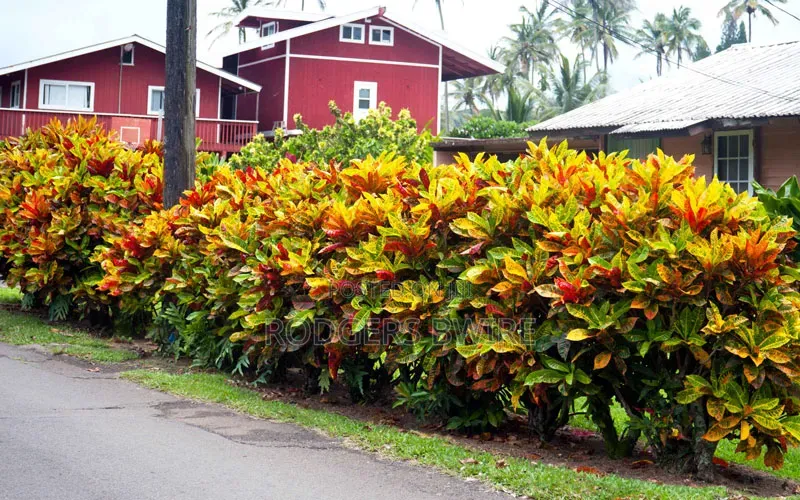 LandScaping and Compound Management