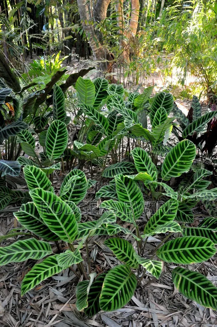 LandScaping and Compound Management