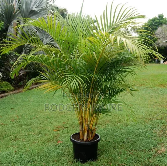 LandScaping and Compound Management