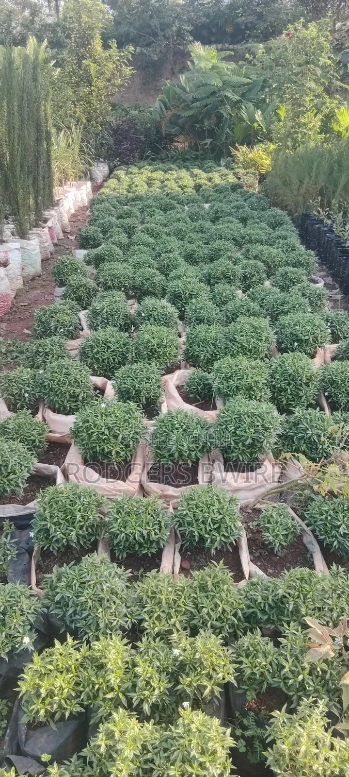 LandScaping and Compound Management