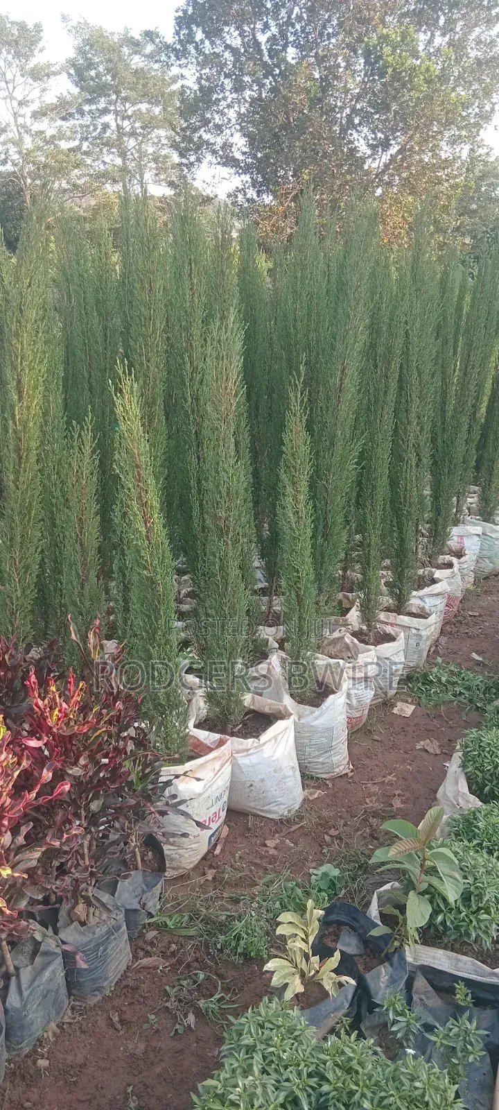 LandScaping and Compound Management