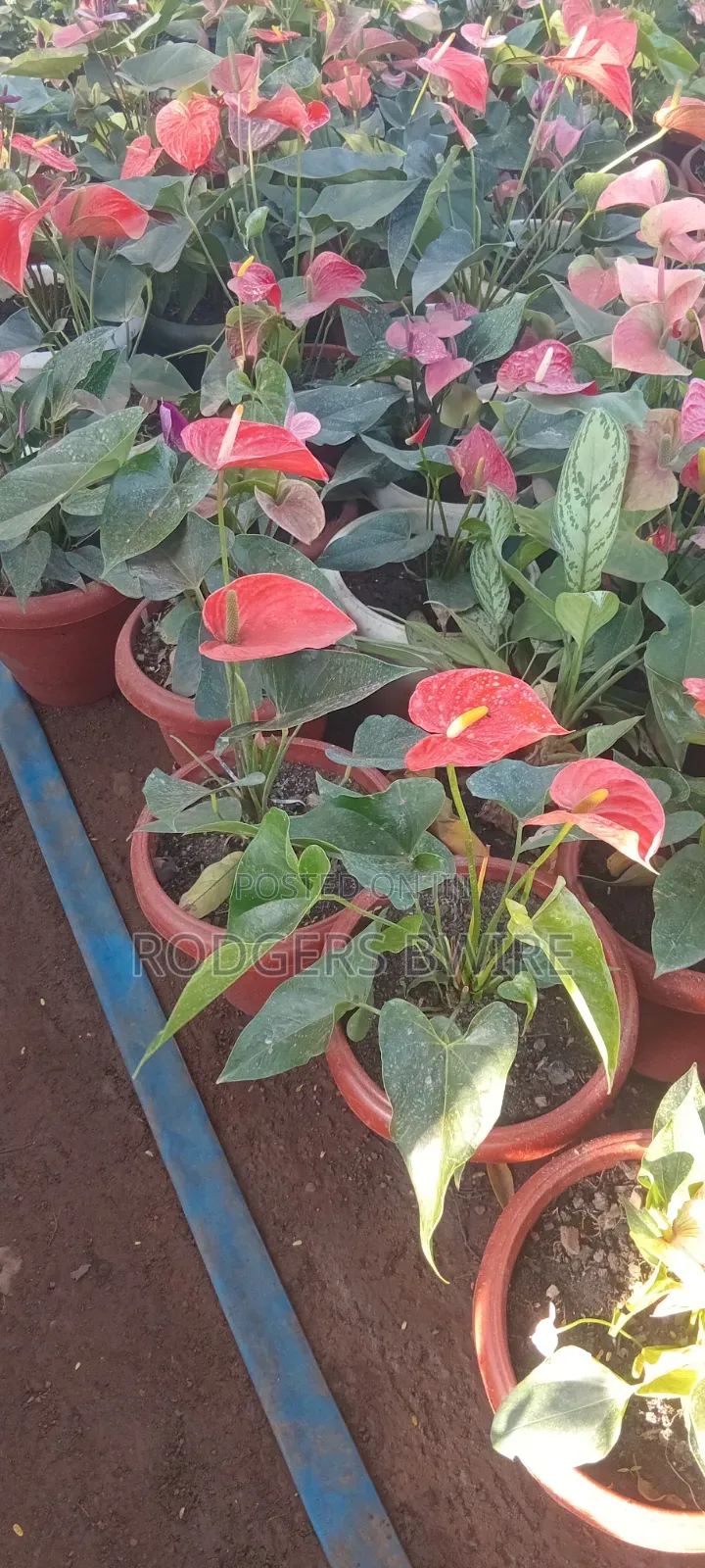 LandScaping and Compound Management