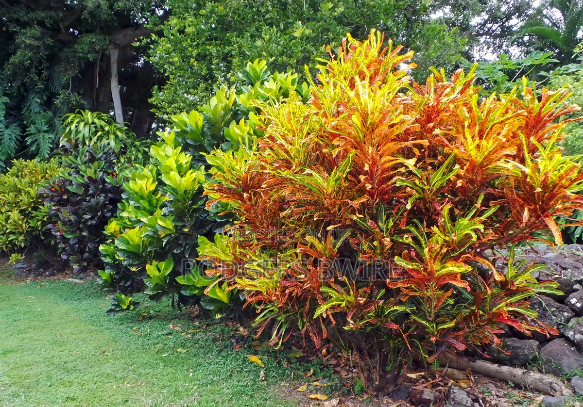 LandScaping and Compound Management