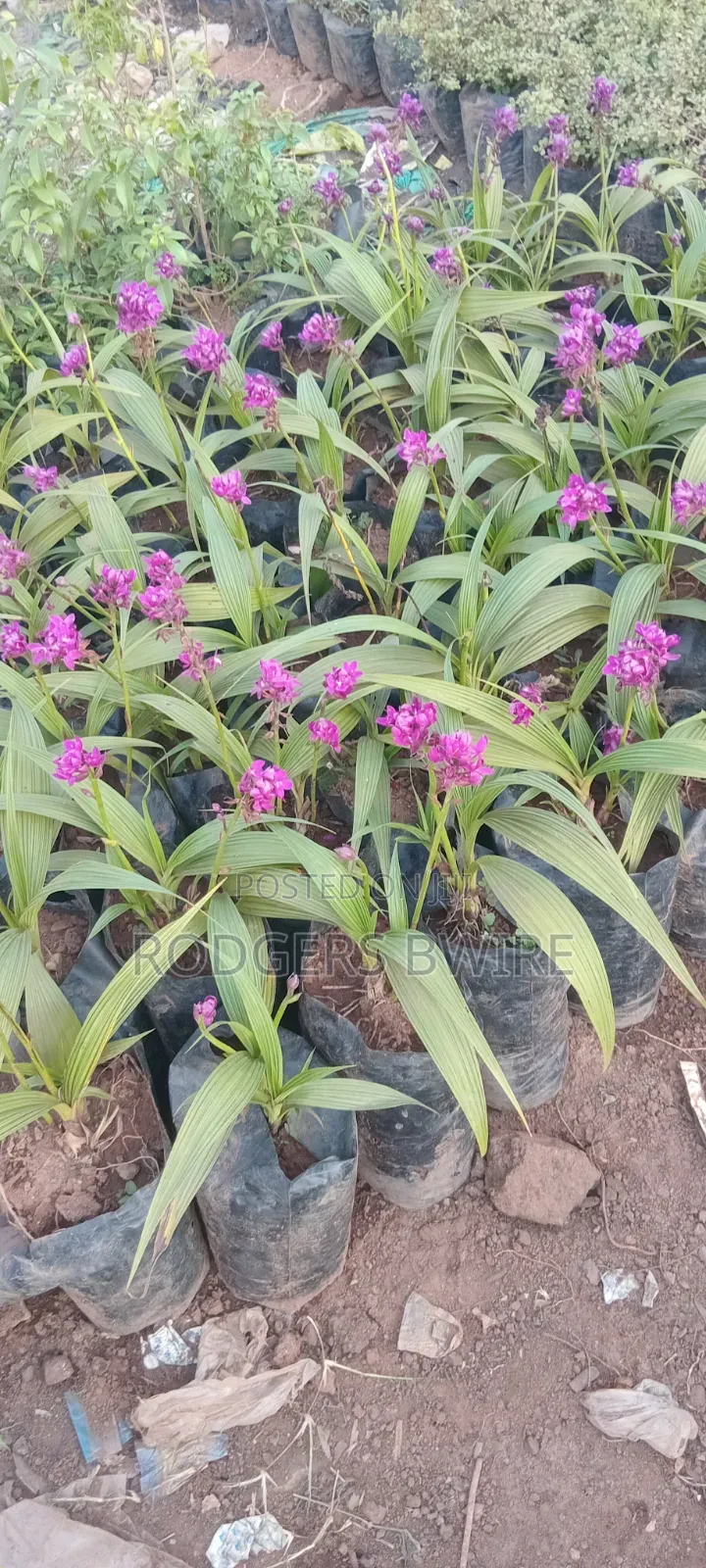 LandScaping and Compound Management