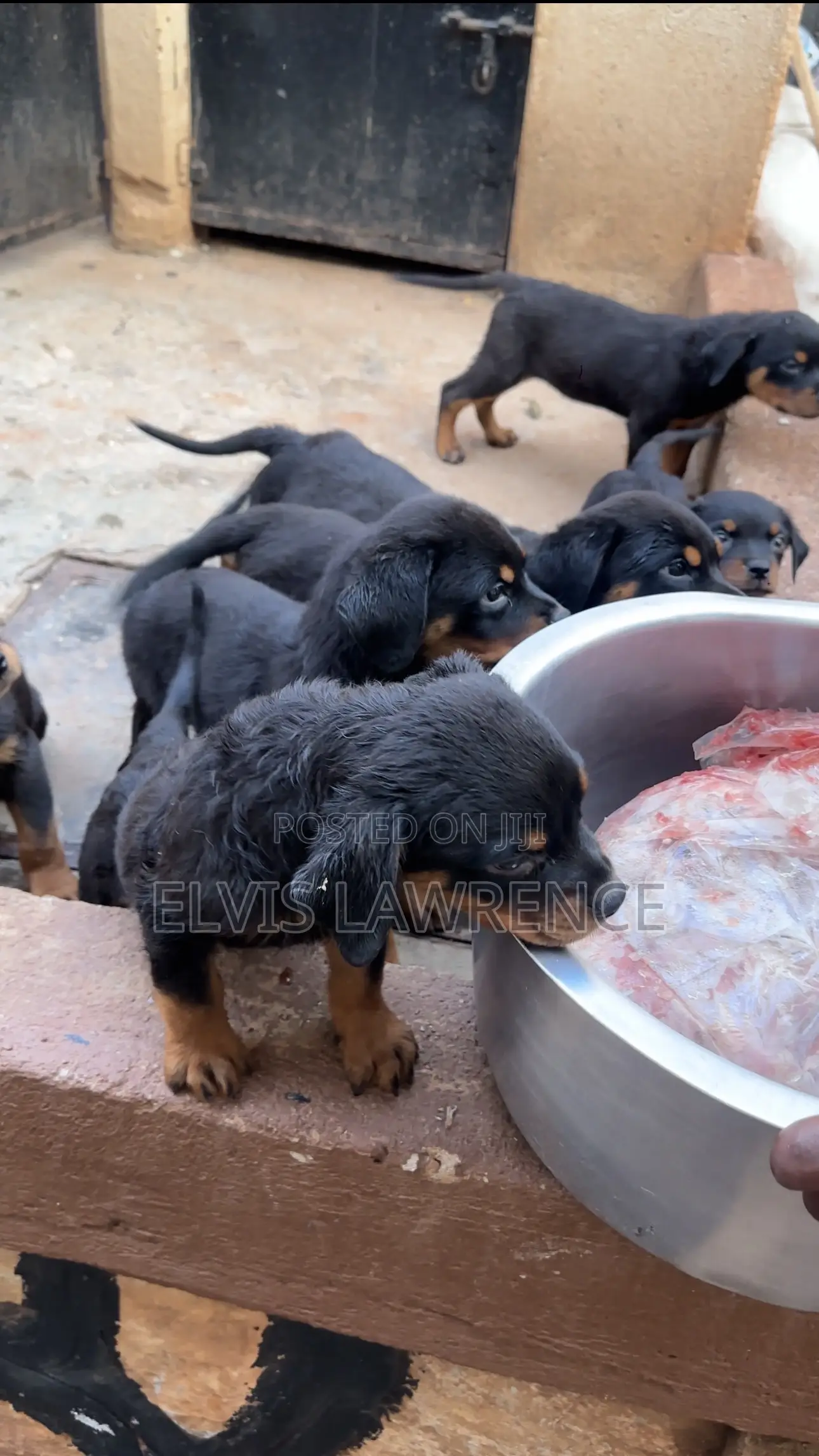 1-3 months Male Purebred Rottweiler