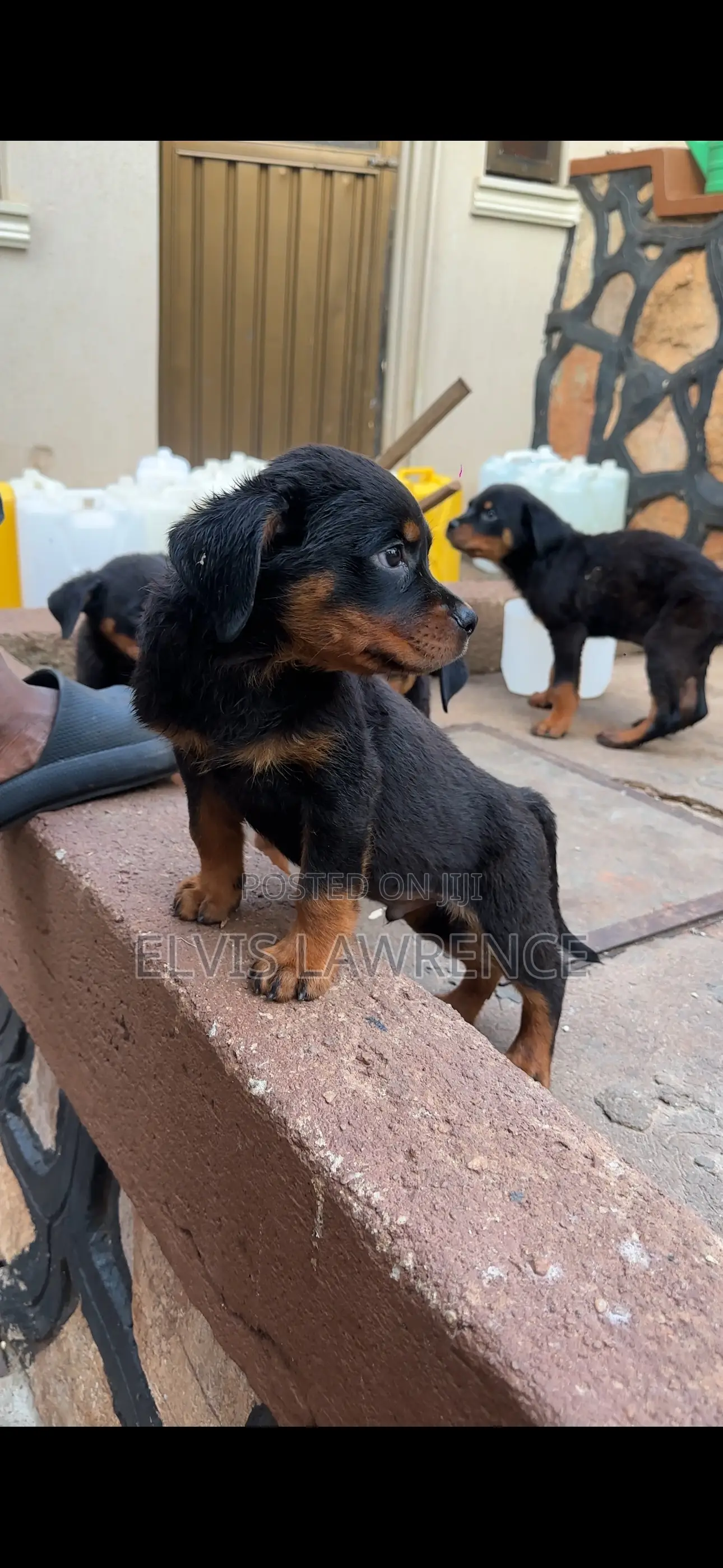 1-3 months Male Purebred Rottweiler