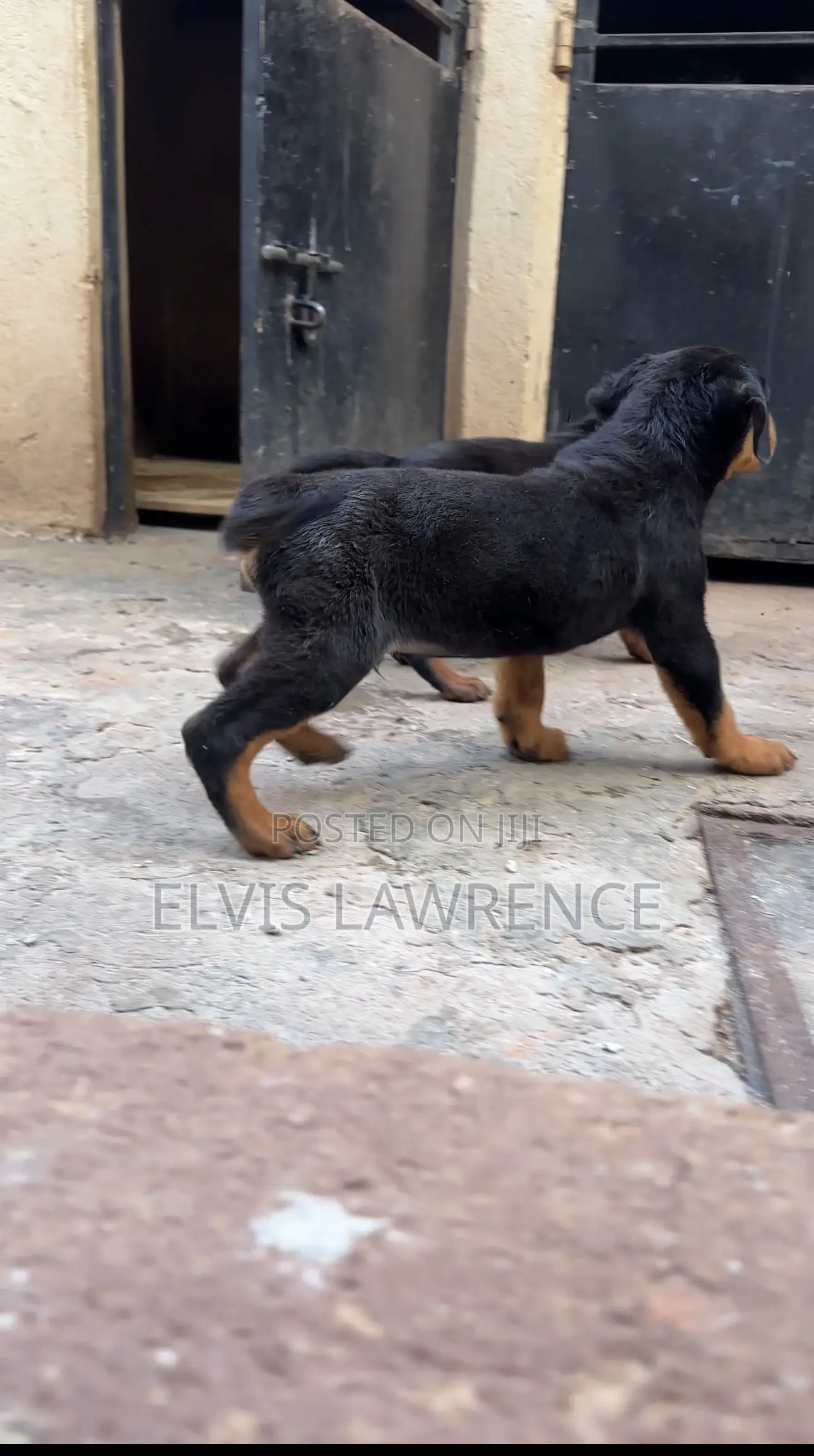 1-3 months Male Purebred Rottweiler