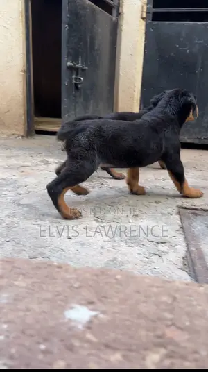 1-3 months Male Purebred Rottweiler