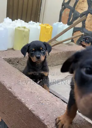 1-3 months Male Purebred Rottweiler