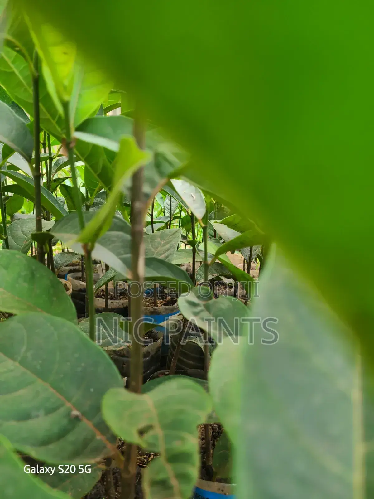 Jackfruit Rootstock