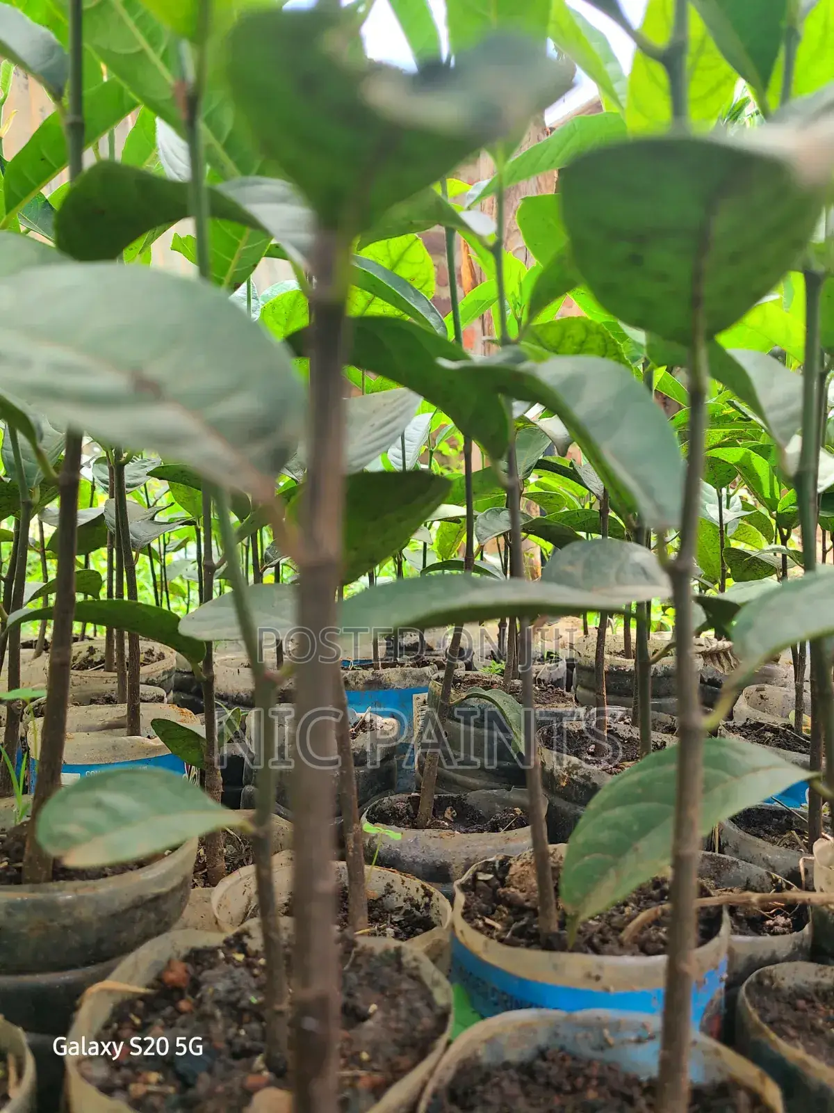 Jackfruit Rootstock