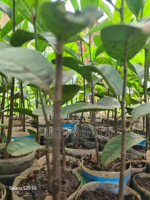 Jackfruit Rootstock