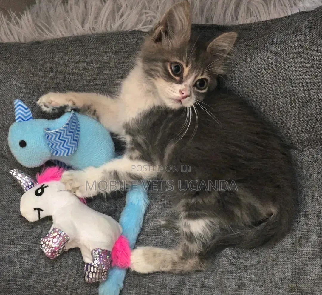 1-3 months Male Purebred Maine Coon