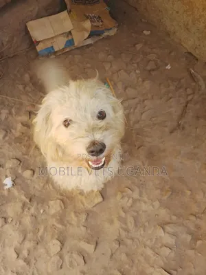 1-3 months Male Purebred Maltese