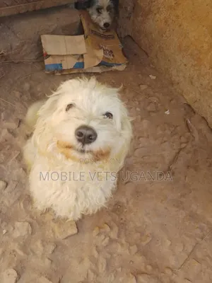 3-6 months Male Purebred Maltese