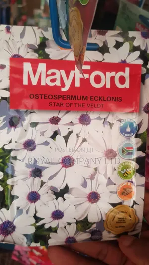 Osteospermum Flower Seeds