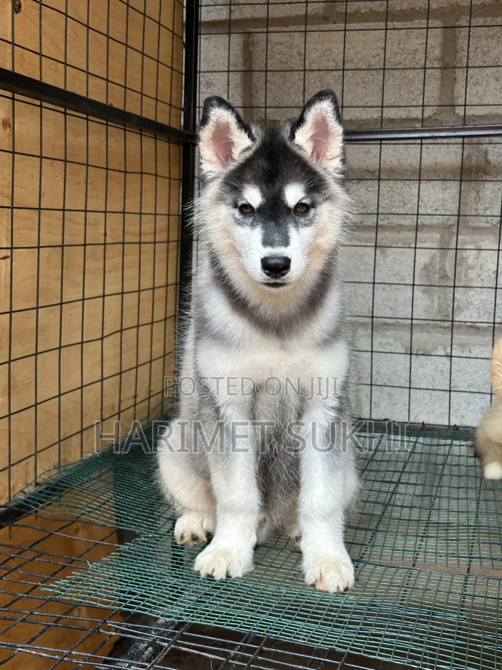 3-6 months Male Purebred Siberian Husky
