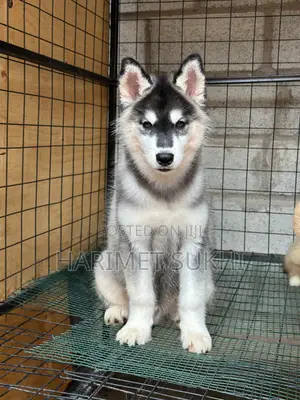 3-6 months Male Purebred Siberian Husky
