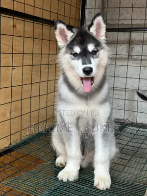 3-6 months Male Purebred Siberian Husky