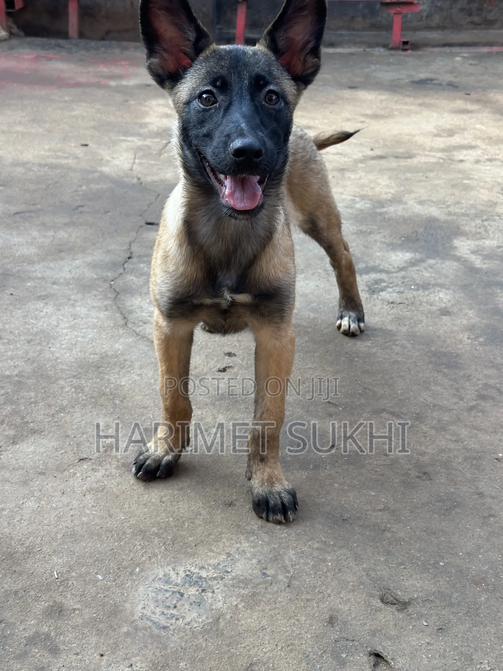 3-6 months Female Purebred Belgian Malinois
