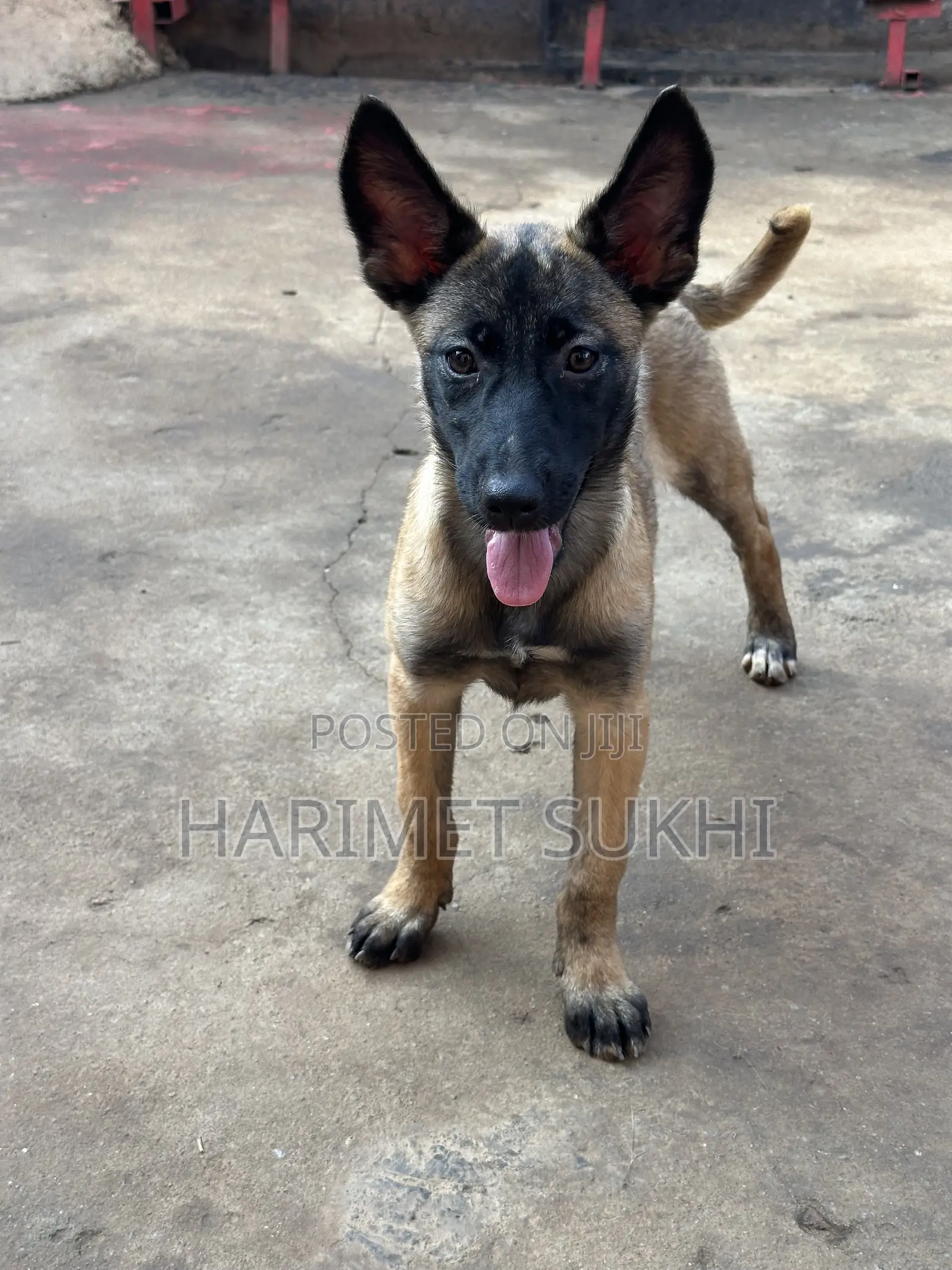3-6 months Female Purebred Belgian Malinois