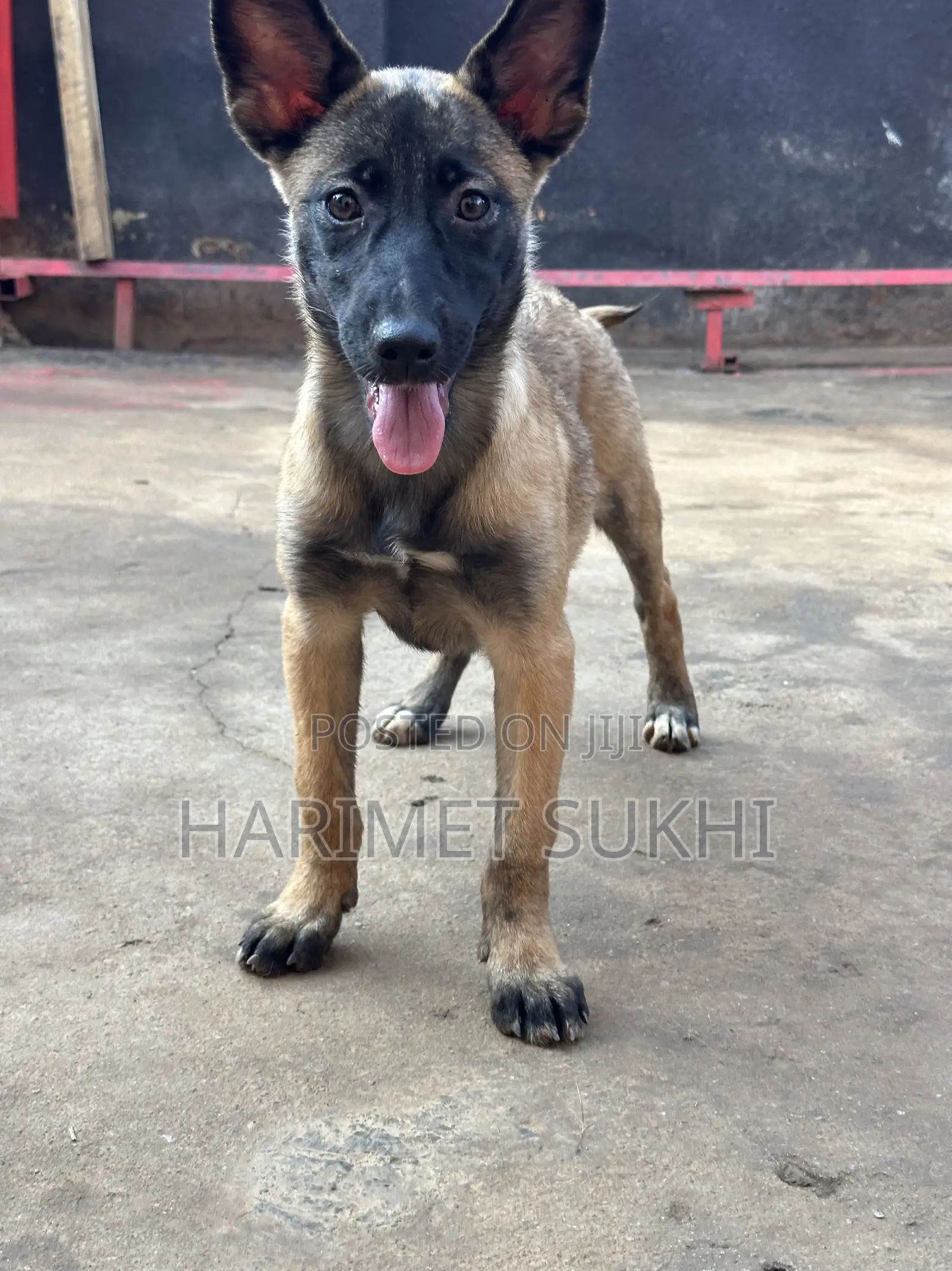 3-6 months Female Purebred Belgian Malinois