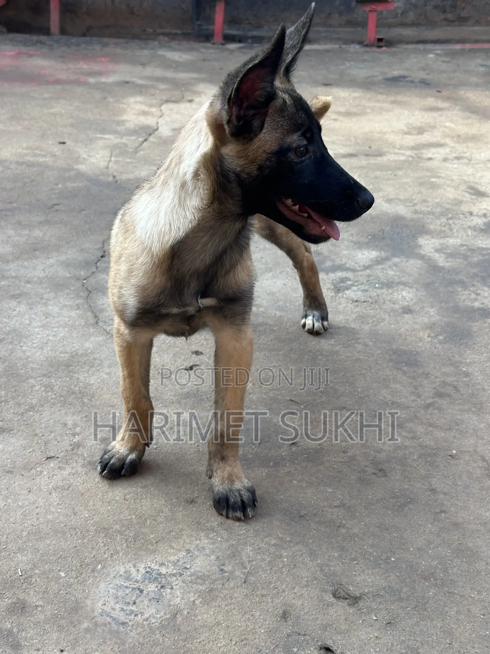 3-6 months Female Purebred Belgian Malinois