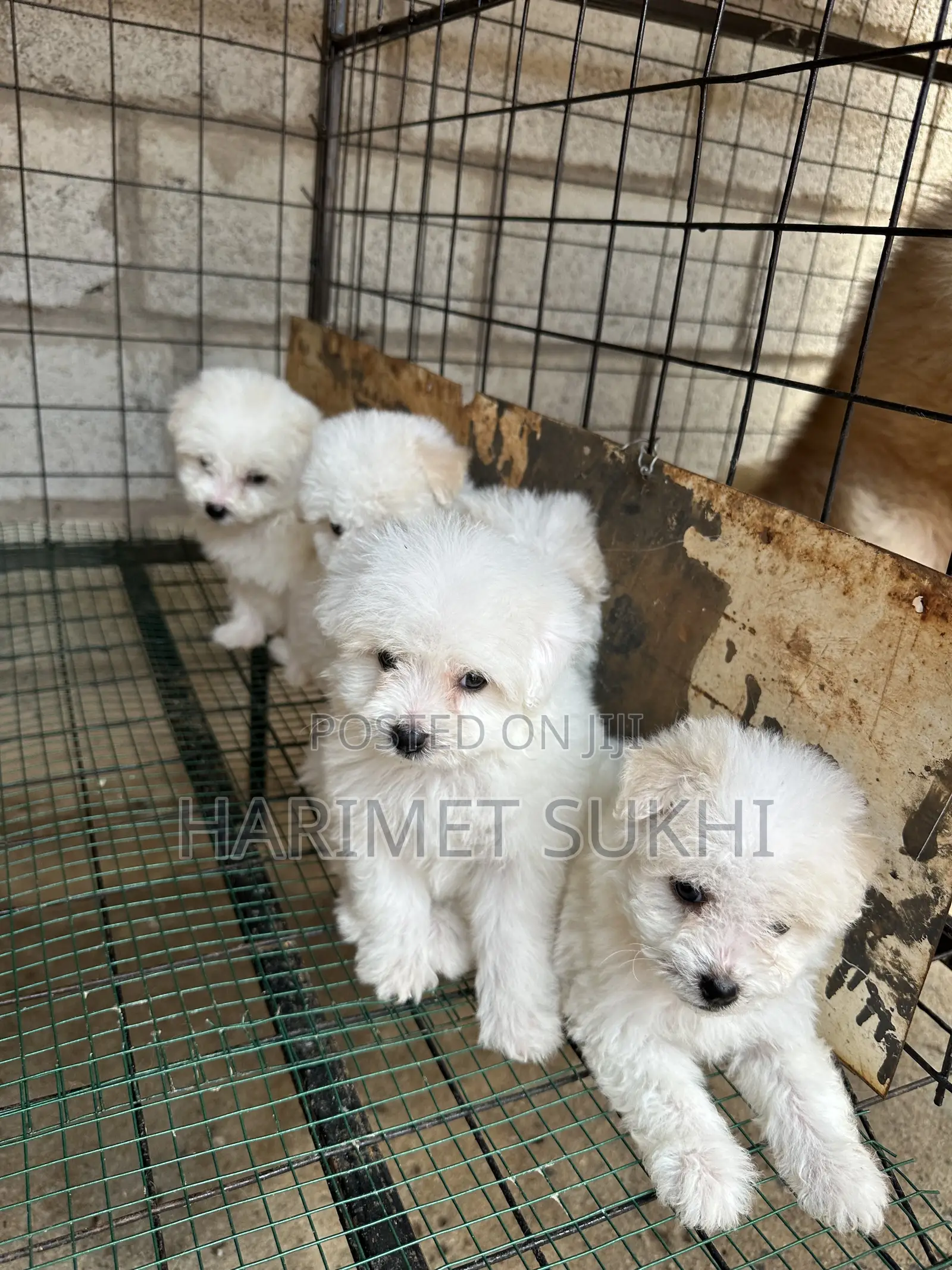 1-3 months Male Purebred Maltese