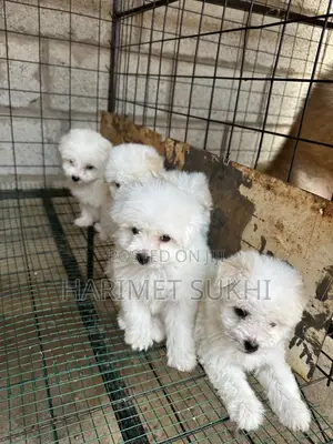 1-3 months Male Purebred Maltese