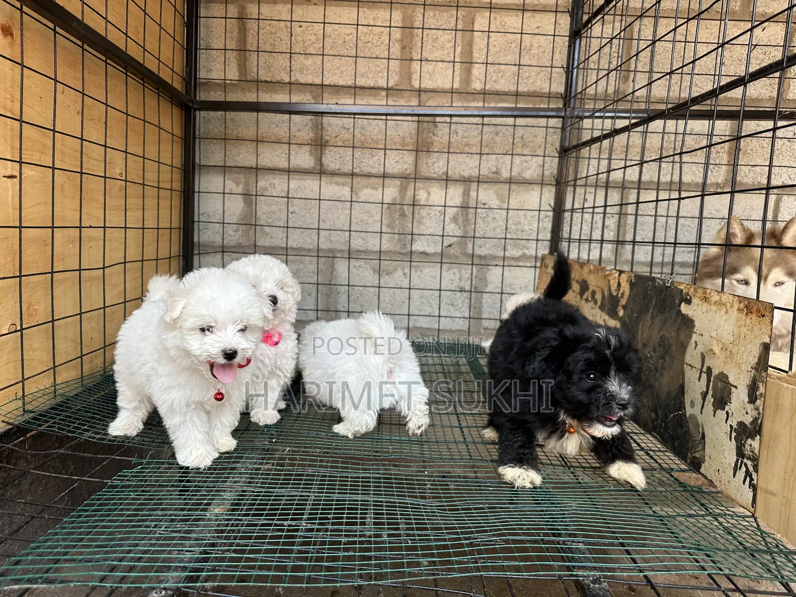 1-3 months Male Purebred Maltese