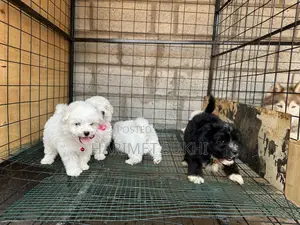 1-3 months Male Purebred Maltese