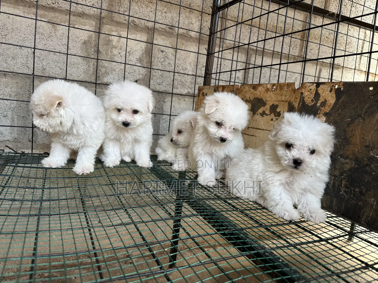 1-3 months Male Purebred Maltese