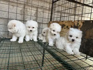 1-3 months Male Purebred Maltese