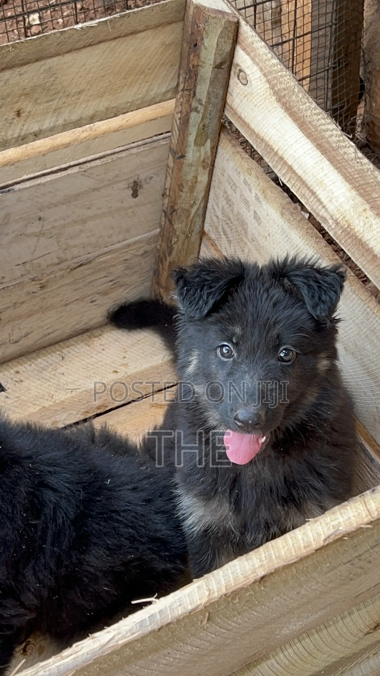 1-3 months Male Purebred German Shepherd
