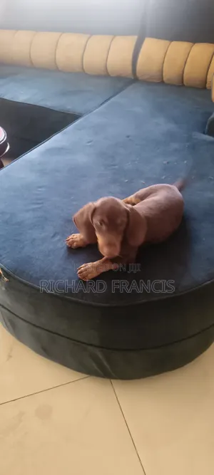1-3 months Male Purebred Dachshund