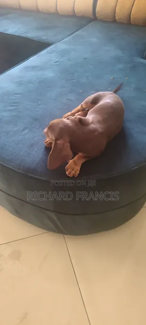 1-3 months Male Purebred Dachshund