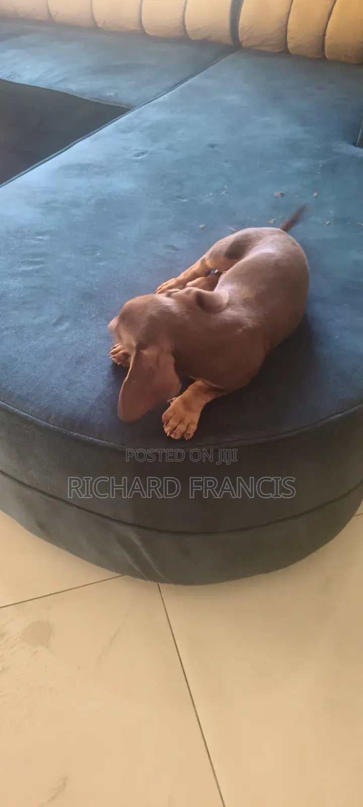 1-3 months Male Purebred Dachshund