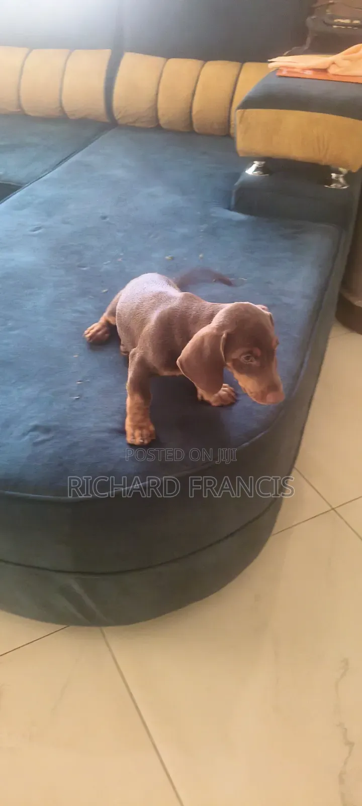 1-3 months Male Purebred Dachshund