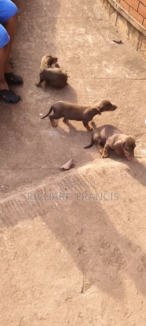 1-3 months Male Purebred Dachshund