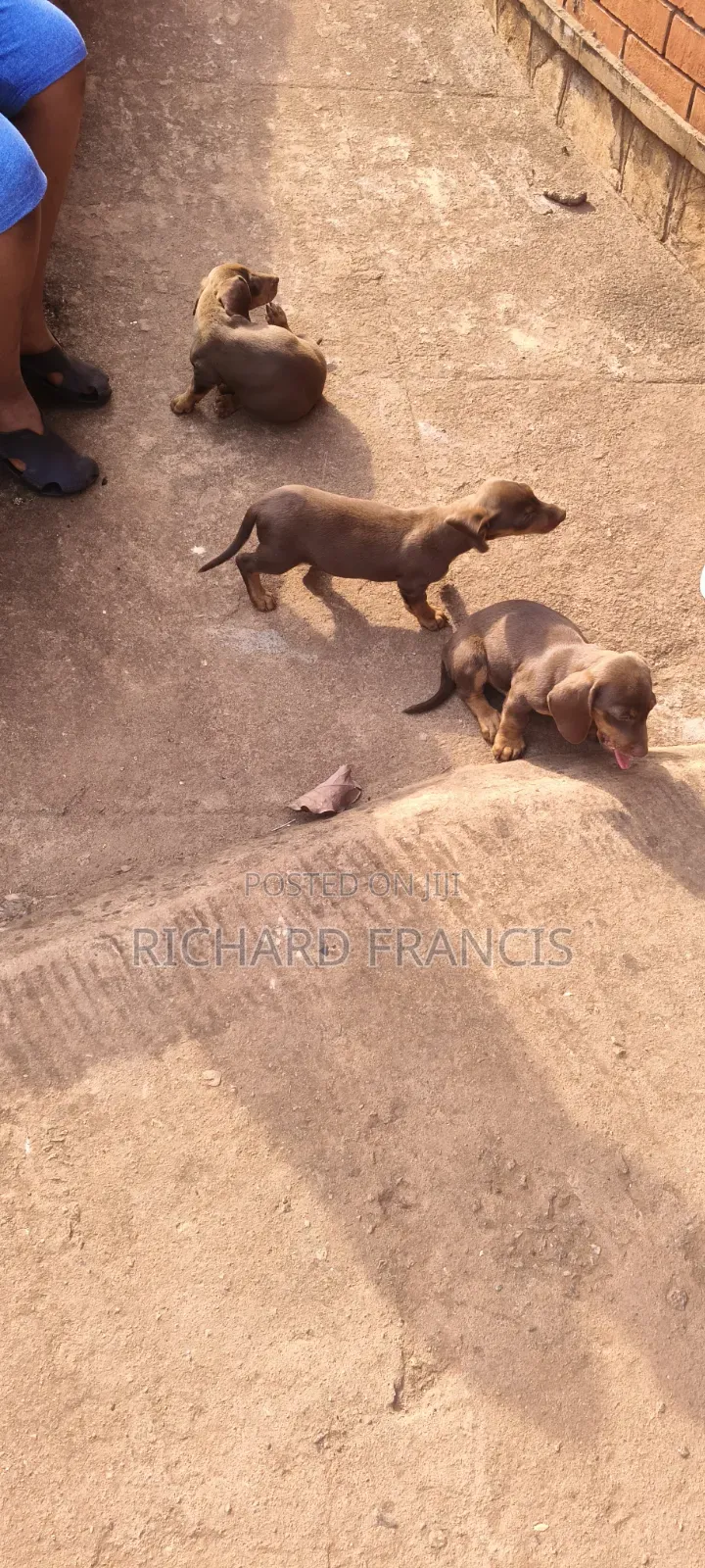 1-3 months Male Purebred Dachshund