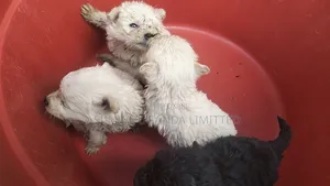 0-1 month Male Mixed Breed Maltese