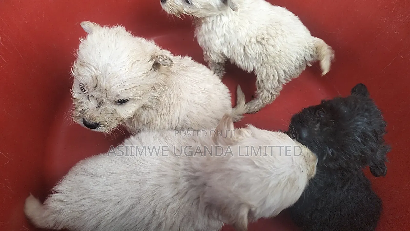 0-1 month Male Mixed Breed Maltese