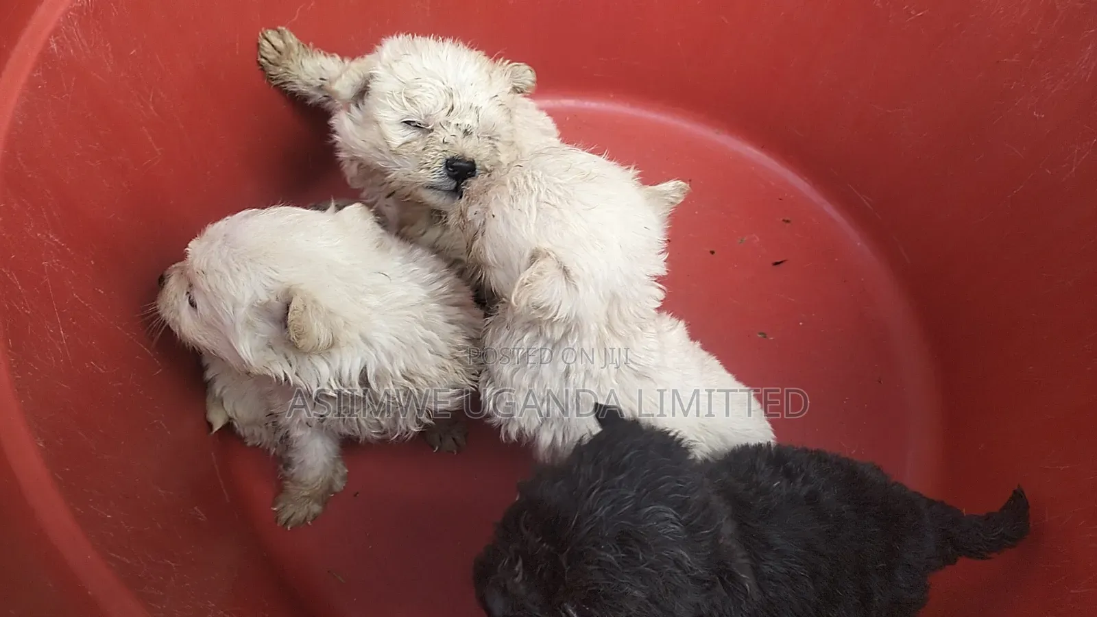 0-1 month Male Mixed Breed Maltese