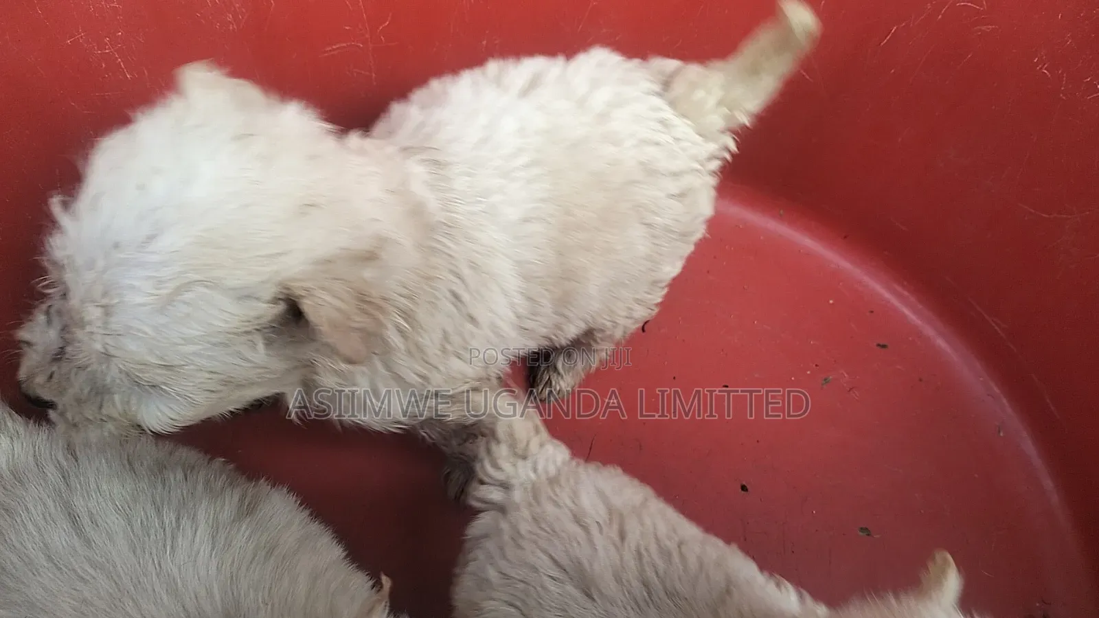 0-1 month Male Mixed Breed Maltese