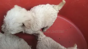0-1 month Male Mixed Breed Maltese