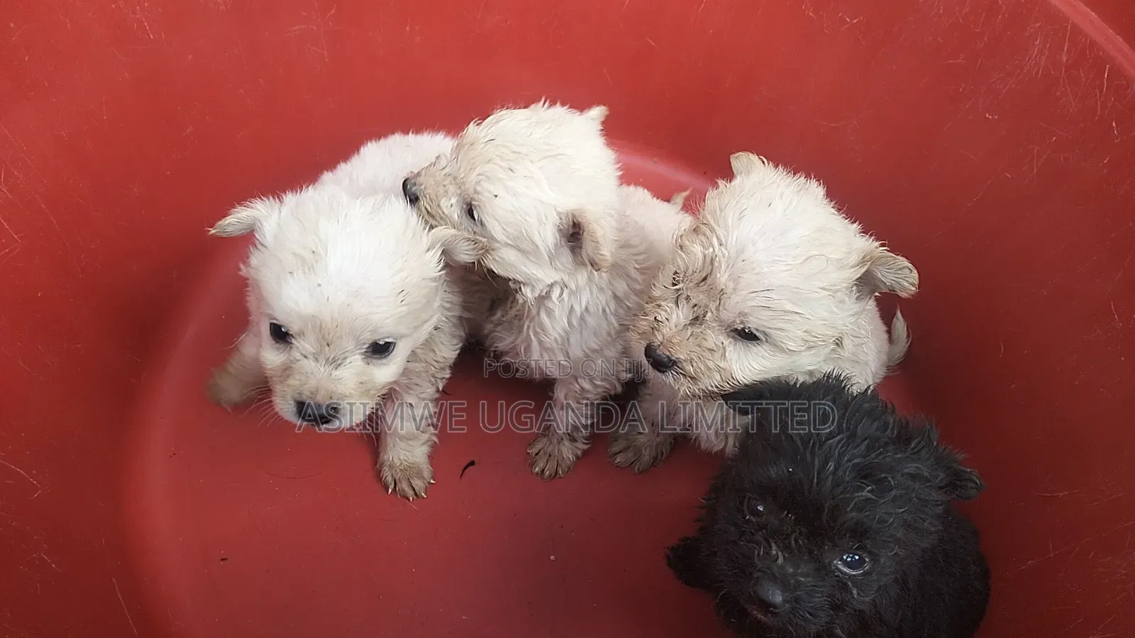 0-1 month Male Mixed Breed Maltese